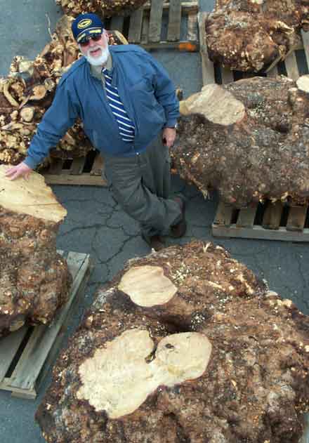 Whole Buckeye Burls - yellow Chesnut Burl
