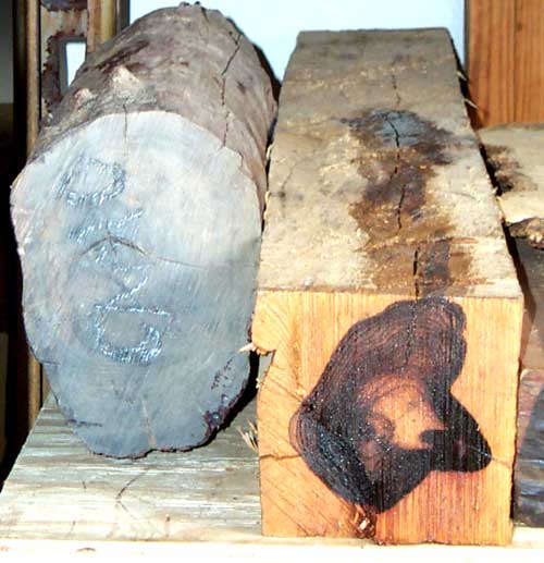 camotillo log and tree :)