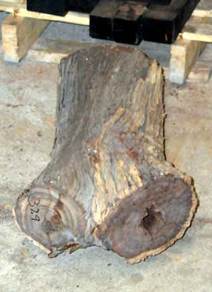 Desert Ironwood
