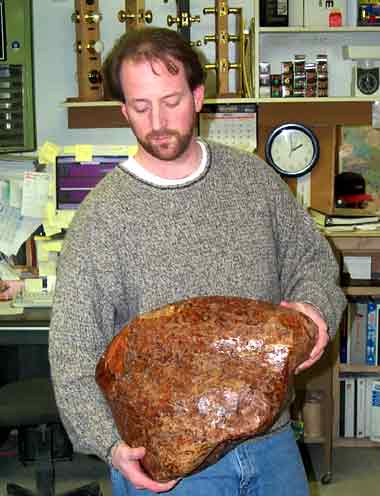 Thuya Burl